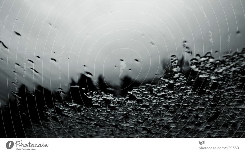 I <3 Frühling :: Spaziergang im Regen Frühlingsgefühle hydrophob Natur Zuneigung dünn durchsichtig Vordergrund Hintergrundbild Sauberkeit rein feucht nass