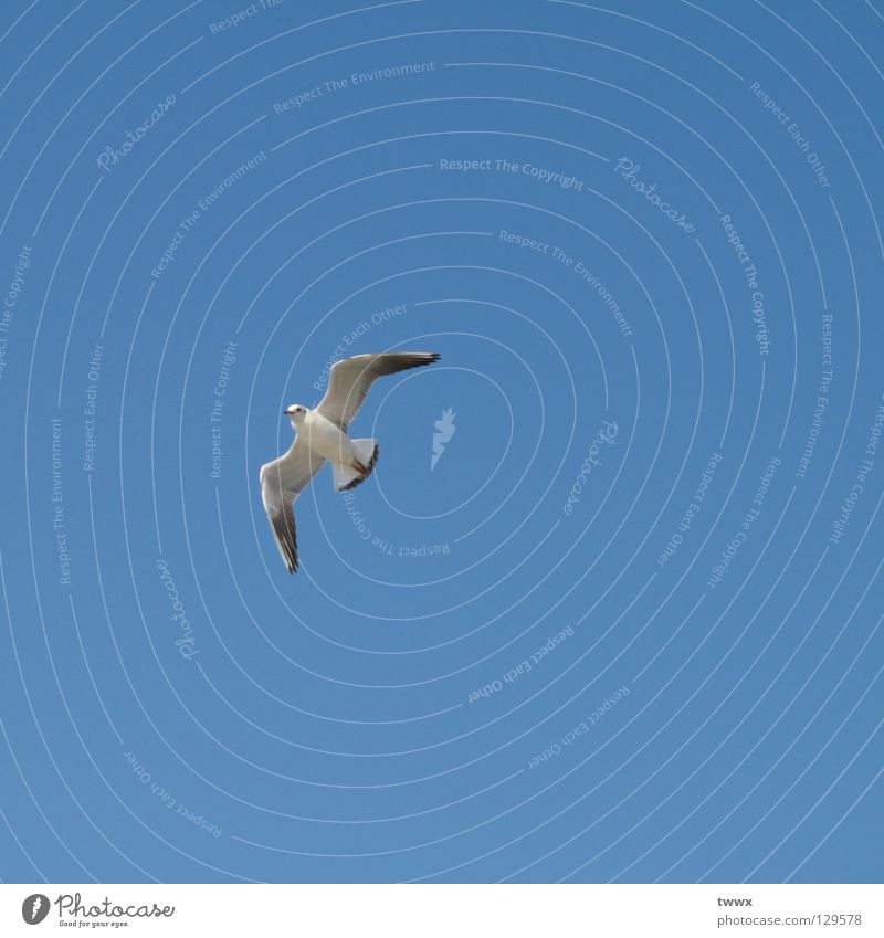 Möwe fliegt heimwärts Vogel weiß aufsteigen Aufschwung Segeln Segelfliegen Expedition Wege & Pfade Ferne Freiheit Luft Himmel blau weiß-blau Klarheit deutlich