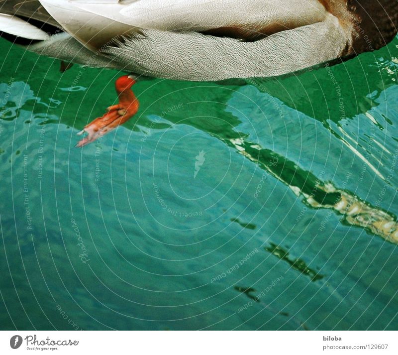 Antrieb Erpel Vogel weiß schwarz tollpatschig Meeresvogel Tier Außenaufnahme Wasser Ente Wasservogel Möwenvögel water blau orange Tollpatsch Seevogel Federfieh