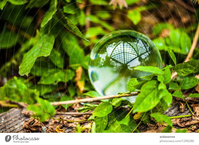 Glaskugel Natur Pflanze Sommer Garten Park Wald achtsam Vorsicht Gelassenheit ruhig Farbfoto Außenaufnahme Menschenleer Tag