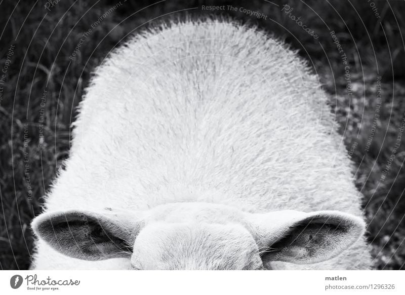 kümmerlich l Lauscher Tier Haustier Tiergesicht 1 schwarz weiß Schaf Ohr Haare & Frisuren Wiese Schwarzweißfoto Außenaufnahme Menschenleer Textfreiraum oben