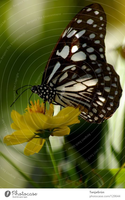 butterfly III Schmetterling Blume Blüte Pflanze gelb weiß schwarz mehrfarbig Sommer Insekt Pause Physik Thailand grün flattern Honig Pollen Makroaufnahme