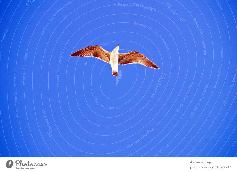 Möwe im Flug I Tier Luft Himmel Wolkenloser Himmel Wetter Schönes Wetter Essaouira Marokko Wildtier Vogel Flügel 1 fliegen elegant hoch blau braun weiß fliegend