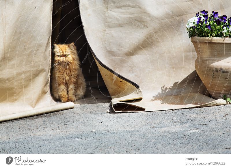 Wachkatze: Eine Katze bewacht das Zelt Blume Blüte Blumentopf Stiefmütterchen Gebäude Zelteingang Zeltplane Tür Tier Haustier Tiergesicht Fell Pfote Hauskatze