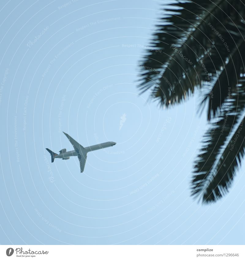 Reiseziel Ferien & Urlaub & Reisen Tourismus Ferne Freiheit Sommer Sommerurlaub Sonne Strand Meer Pflanze exotisch Palme Verkehr Luftverkehr Flugzeug