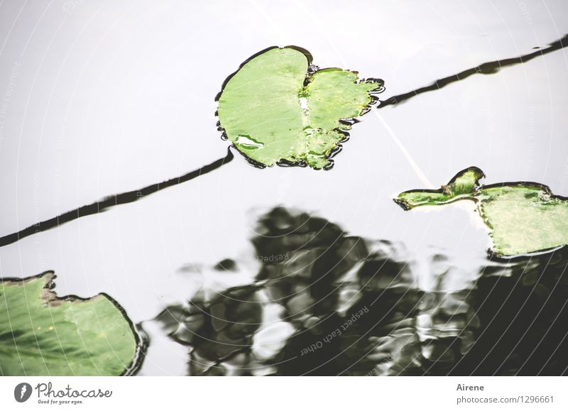 0815 AST | oberflächlich Pflanze Blatt Seerosenblatt Seerosenteich Seeufer Flussufer Teich Regnitz Wasser Zeichen Linie Schwimmen & Baden Wachstum oben grün