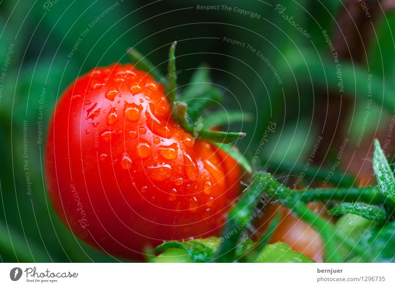 Paradeiser Lebensmittel Gemüse Salat Salatbeilage Bioprodukte Vegetarische Ernährung Gesundheit Übergewicht hängen Billig gut lecker Ehrlichkeit Tomate Pflanze