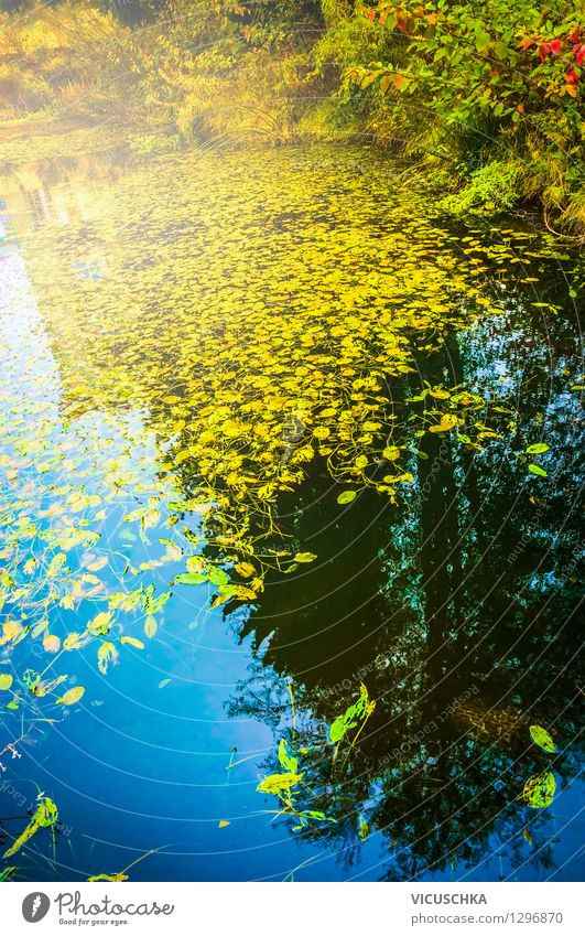 Teichwasser mit Herbstlaub Design wandern Garten Natur Landschaft Pflanze Wasser Schönes Wetter Park Wald See Bach gelb Hintergrundbild Blatt mehrfarbig