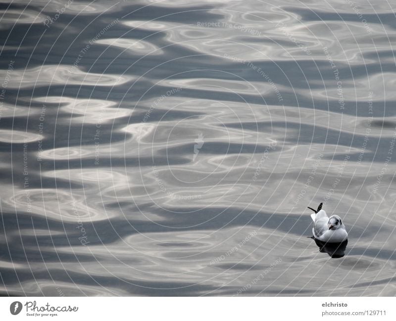 Treibend... Möwe Vogel Wellen grau weiß schwarz ruhig Erholung Gelassenheit träumen See Meer Reflexion & Spiegelung Wasseroberfläche Pause Blick Bodensee