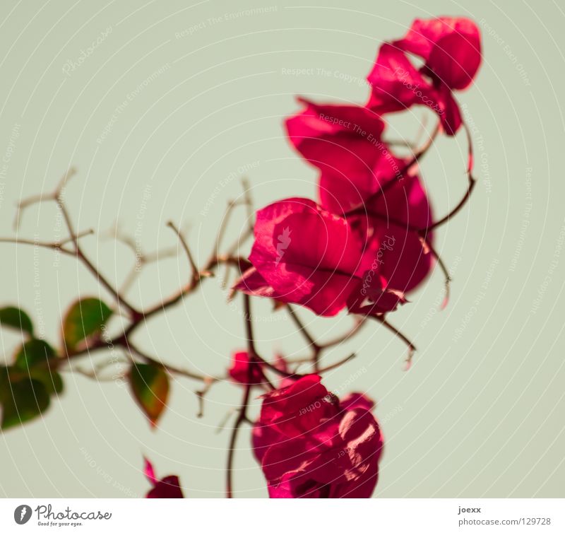 Frühlings-Blüten schön Pflanze Blume Sträucher exotisch grün rot Vergänglichkeit Bougainvillea Farbfoto Gedeckte Farben Nahaufnahme Menschenleer