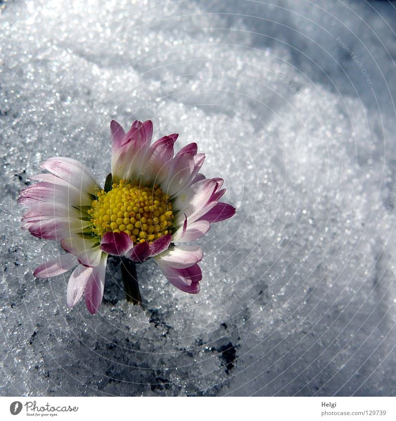 blühendes Gänseblümchen ragt aus dem Schnee Winter Frühling kalt frieren Eiskristall Blume Blütenblatt Stengel Gras Halm Blühend nebeneinander Zusammensein März