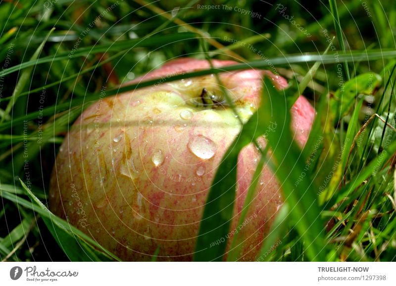 Grasapfel Lebensmittel Frucht Apfel Ernährung Bioprodukte Vegetarische Ernährung Natur Erde Wassertropfen Herbst Wiese ästhetisch einfach Fröhlichkeit frisch