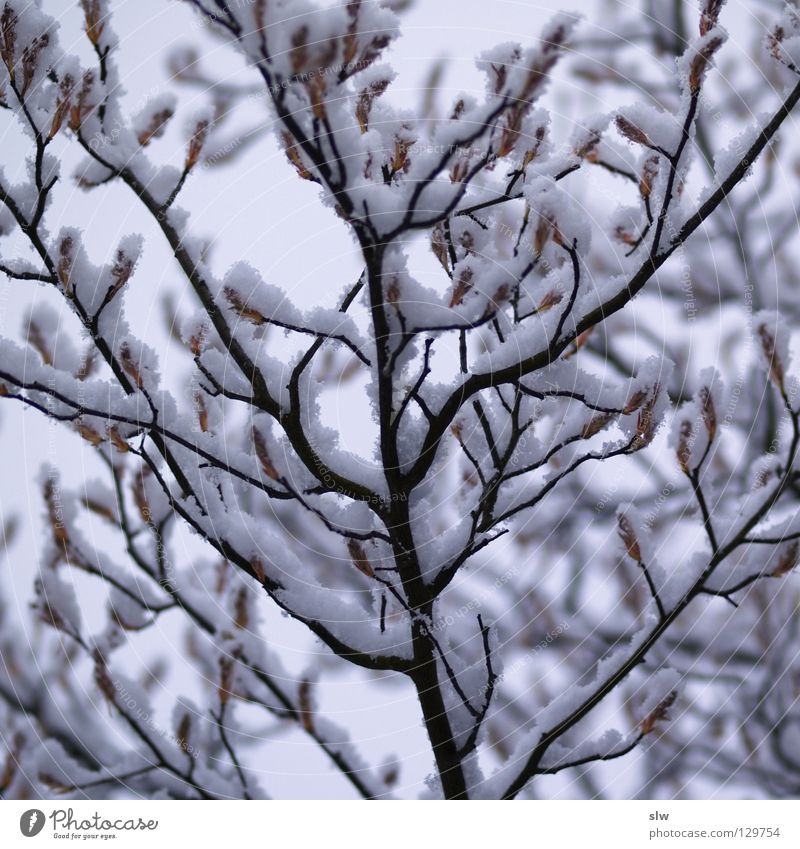 Winterlich Baum grau Einsamkeit Eis Ast Schwarzweißfoto Schnee