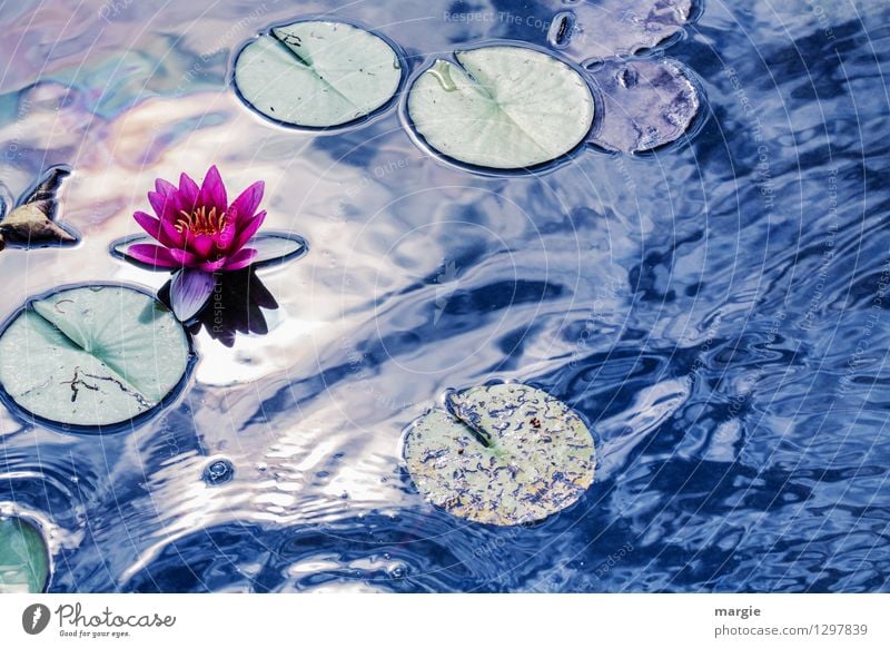 Von Monet inspiriert: Seerose Wellness Erholung Natur Wasser Wassertropfen Himmel Sonne Sonnenlicht Sommer Schönes Wetter Pflanze Blume Rose Seerosen