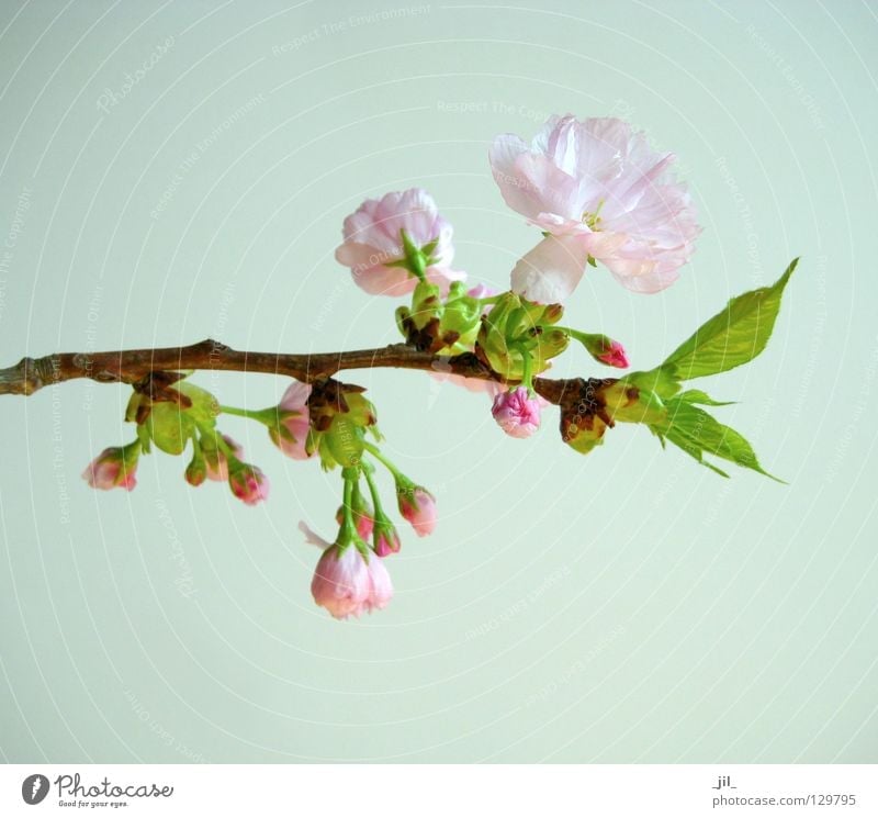 kirschblüte 2 Farbfoto Hintergrund neutral Pflanze Frühling Blume Blüte atmen Erholung ästhetisch frisch braun grün rosa schön Beginn Zufriedenheit elegant