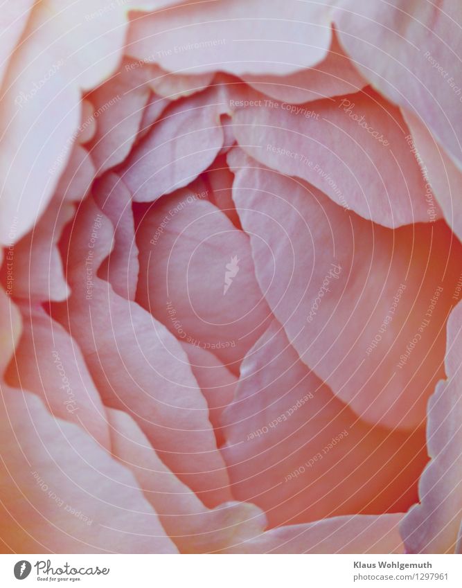 Entfaltung Sommer Rose Blüte Garten Park Blühend Duft Erotik exotisch rosa zart betörend feminin Farbfoto Außenaufnahme Nahaufnahme Detailaufnahme Makroaufnahme