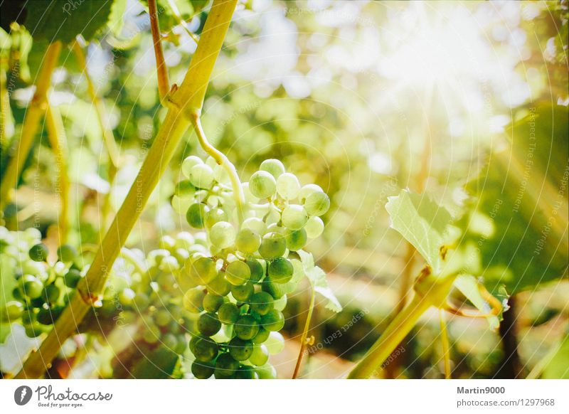 Goldener Herbst im Rebberg Wein Sonnenlicht Schönes Wetter Pflanze Wachstum gelb grün Farbfoto Außenaufnahme Textfreiraum oben Tag Abend Licht Sonnenstrahlen