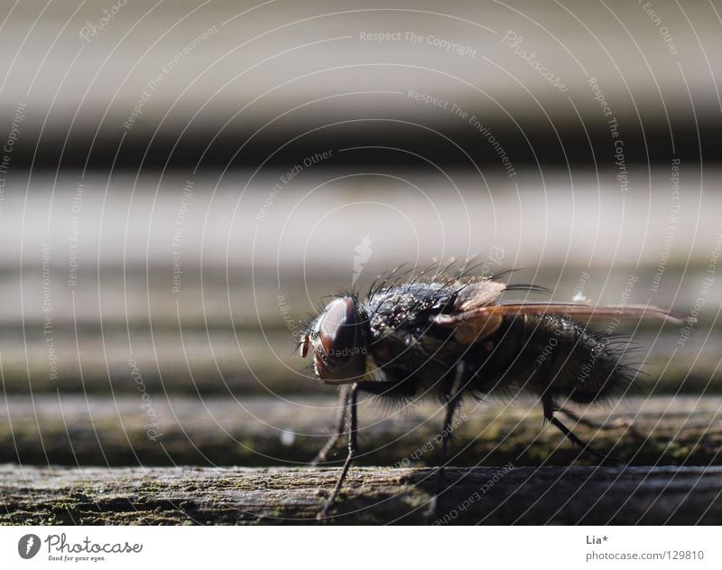 Zwischenlandung Stechmücke Insekt Facettenauge Biologie klein krabbeln Streifen nah Plage Plagegeist Makroaufnahme Nahaufnahme Fliege Flügel fliegen Luftverkehr