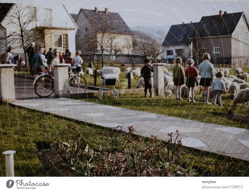 1963 Sechziger Jahre Siebziger Jahre old-school Kind Schaf Wiese Haus Wohngebiet Bürgersteig grün Weide Rasen