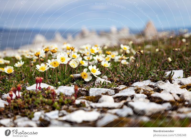 Arktischer Mohn Natur Landschaft Pflanze Sommer Klima Blume Blüte Küste Meer Blühend Wachstum einzigartig Perspektive rein Finnmark Norwegen karg Farbfoto