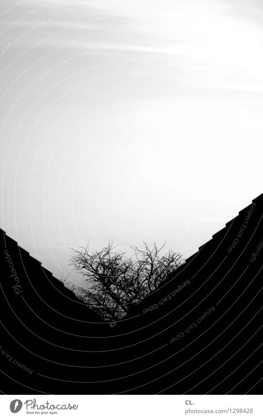 v Umwelt Natur Himmel Baum Haus Dach Wachstum dunkel Stadt Schwarzweißfoto Außenaufnahme abstrakt Menschenleer Tag