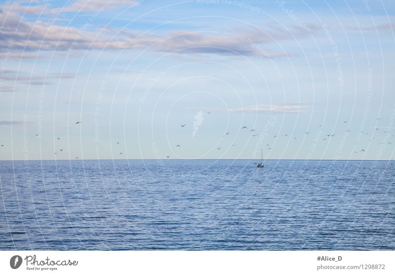 Fischerboot kehrt von fang zurück Möwe Möwenvögel Schwarm maritim blau Heimweh Erwartung Natur Umwelt Meer himmelblau Himmel Meerwasser Vogel