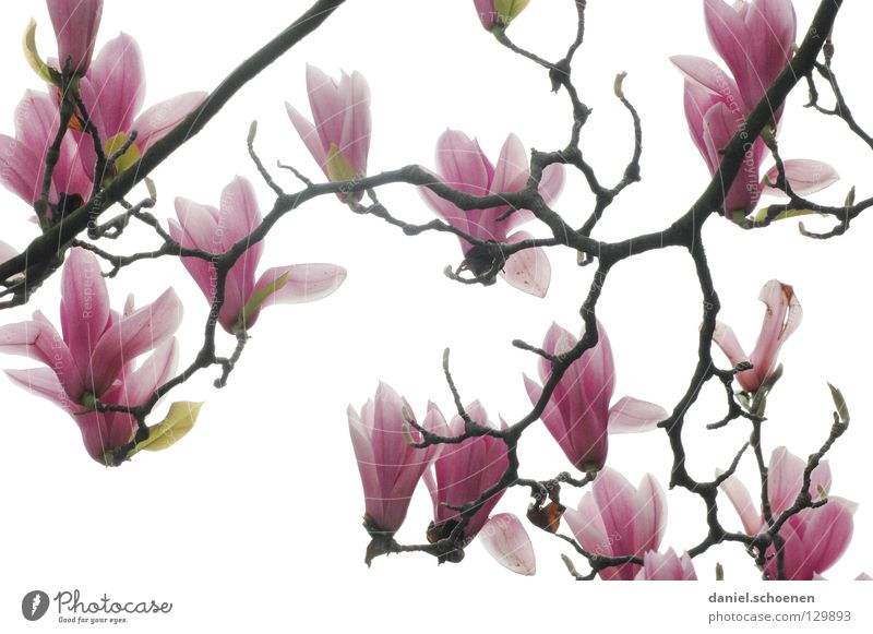 Gegenlichtmagnolie 3 weiß abstrakt Baum Magnoliengewächse Frühling Pflanze rosa rot Licht Hintergrundbild Blüte Blütenblatt schön Ast Blütenknospen