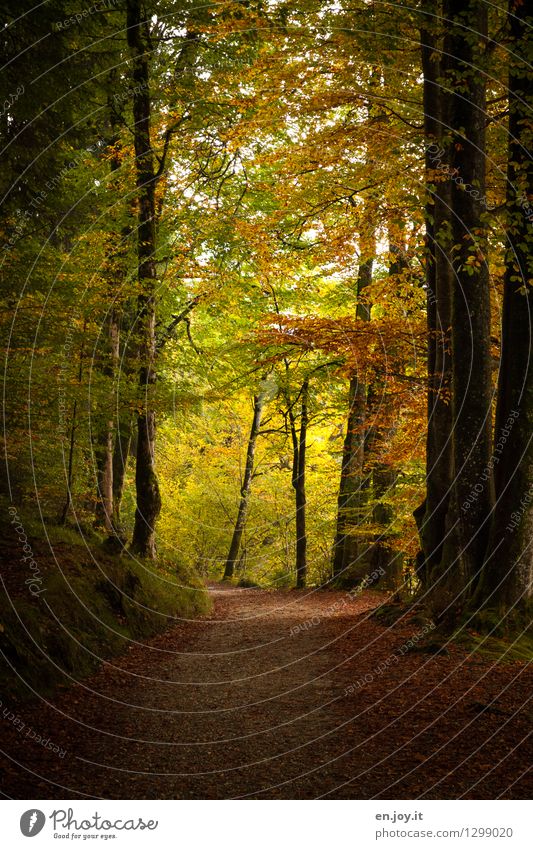 am Ende wird's hell... Spazierweg Ferien & Urlaub & Reisen Ausflug Natur Landschaft Herbst Wald alt atmen Erholung dunkel gelb gold Lebensfreude Romantik ruhig