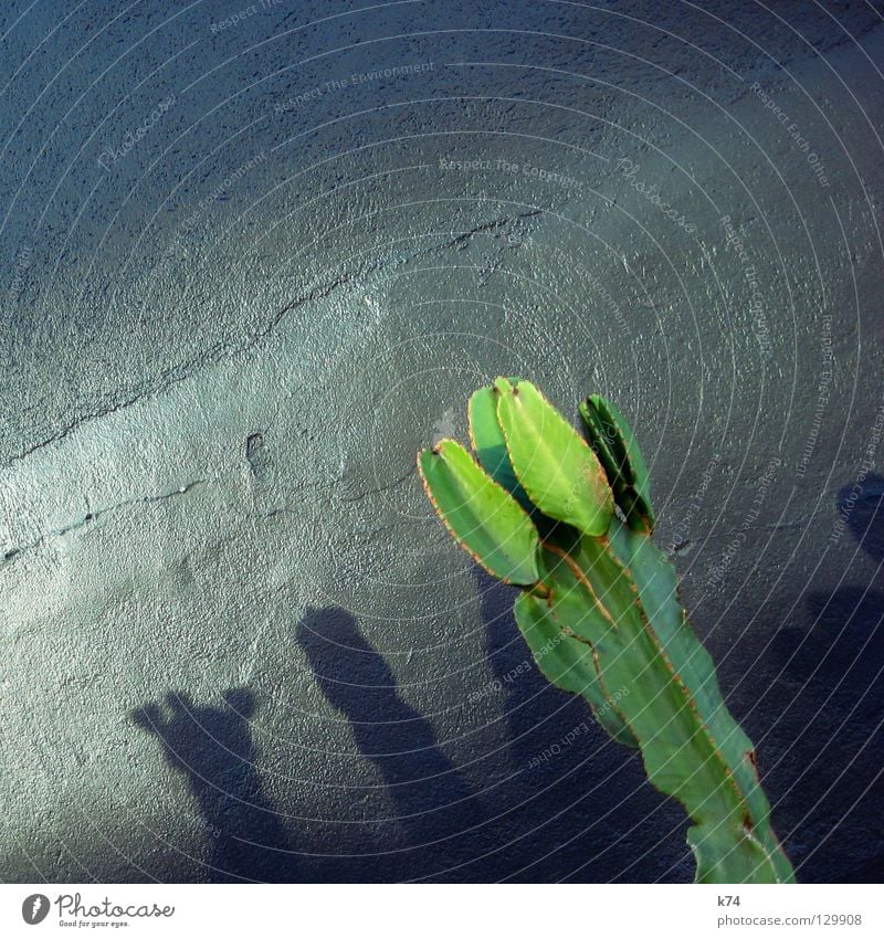 KAKTUS Kaktus Pflanze grün grau Wand Putz glänzend Mexiko Wüste silber Schatten Täuschung reflektion