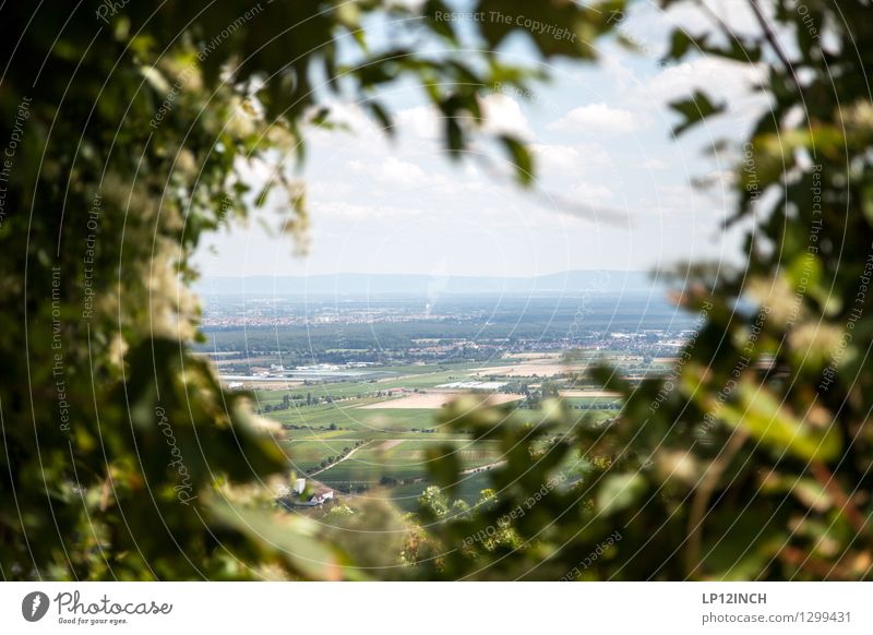 Vignette Natur Landschaft Sommer Feld Dorf beobachten entdecken wandern Loch Sträucher durchsichtig Vogelperspektive Aussicht Baden-Württemberg Farbfoto