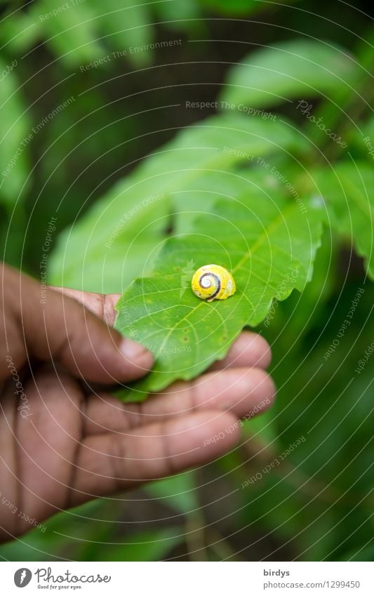 Polymita Landgehäuseschnecke auf Kuba Hand 1 Mensch Natur Pflanze Blatt Schnecke entdecken ästhetisch außergewöhnlich exotisch natürlich positiv gelb grün