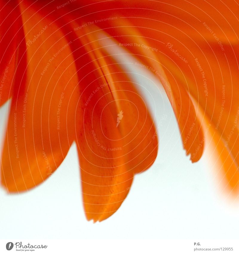 Detail einer Gerbera Blume Makroaufnahme Pflanze Blüte Detailaufnahme Macrofotografie orange
