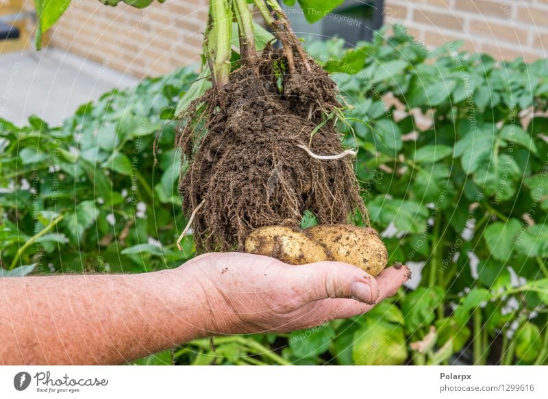Hand, die frische Kartoffeln hält Gemüse Sommer Garten Arbeit & Erwerbstätigkeit Gartenarbeit Mann Erwachsene Umwelt Natur Pflanze Erde dreckig braun grün Chips