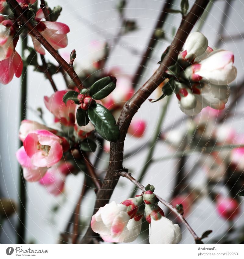 Japankirsche Blüte Blumenstrauß Frühling rosa Kirschblüten Blütenblatt Vase grau Sträucher Dekoration & Verzierung Blühend obstblüte rosa blüten Natur