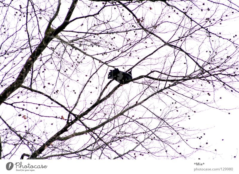 vogel Vogel Baum Ornament Luft Froschperspektive schwarz weiß rosa Silhouette Ast Himmel Zweig hoch aufwärts