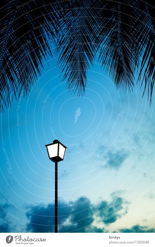 Laterne unter Palmen exotisch Himmel Nachthimmel Palmenwedel leuchten ästhetisch außergewöhnlich positiv blau Stimmung Energie Idylle Licht Farbfoto