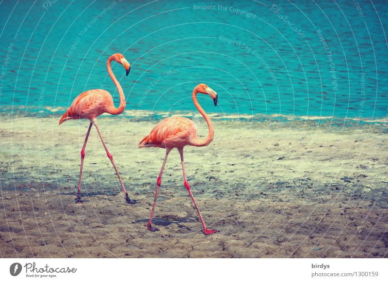 Paar-Lauf Natur Wasser Schönes Wetter Seeufer Wildtier Flamingo 2 Tier Tierpaar gehen ästhetisch authentisch elegant exotisch Zusammensein positiv dünn schön