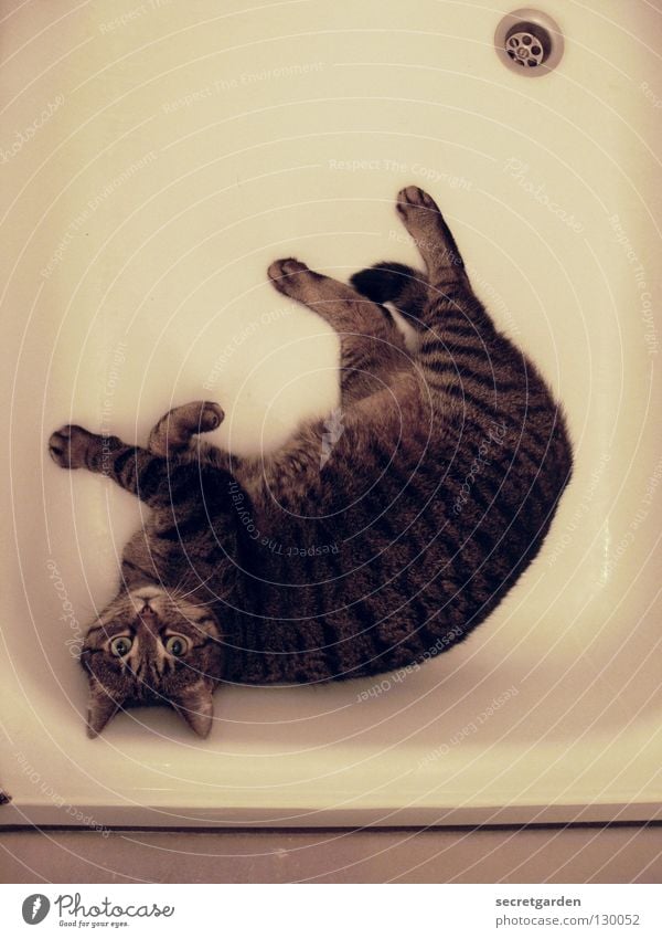 faxen Katze Bad Abfluss gestreift weiß amüsiert Freude Erholung nass kalt ausgestreckt Raum Tier Säugetier fließen Stahl cat dusch duschbecken Blick