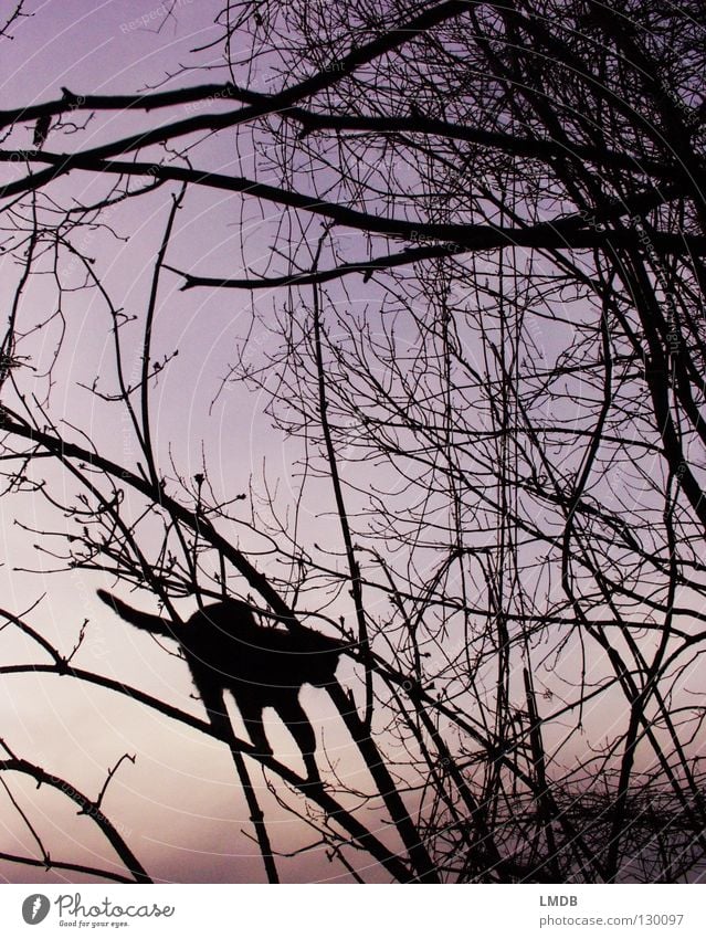 Miss Kittman dunkel Nacht Baum Sträucher Katze Gegenlicht Sonnenuntergang Dämmerung violett rosa schwarz Zufriedenheit Gleichgewicht Vorsicht Geschicklichkeit