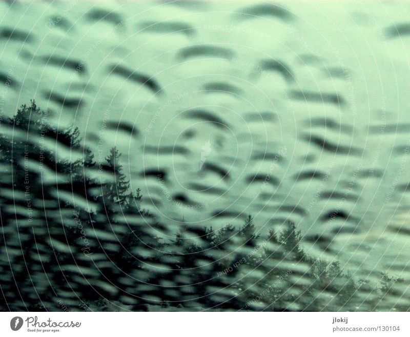 Feuchtwald nass feucht Regen Tanne Nadelwald Nadelbaum dunkel schwarz grün Nebel Unschärfe Wasser Dachfenster Jahreszeiten trüb Winter Herbst schlechtes Wetter