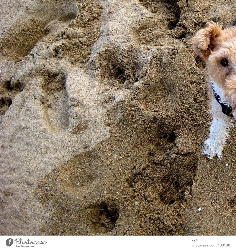 HALBER HUND Hund Strand beige Tier Fell weiß Sandkorn Säugetier Struppi Ohr Beine Spuren