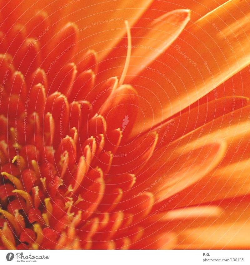 Detail einer Gerbera Blume Makroaufnahme Blüte Pflanze Farbe Detailaufnahme Macrofotografie orange