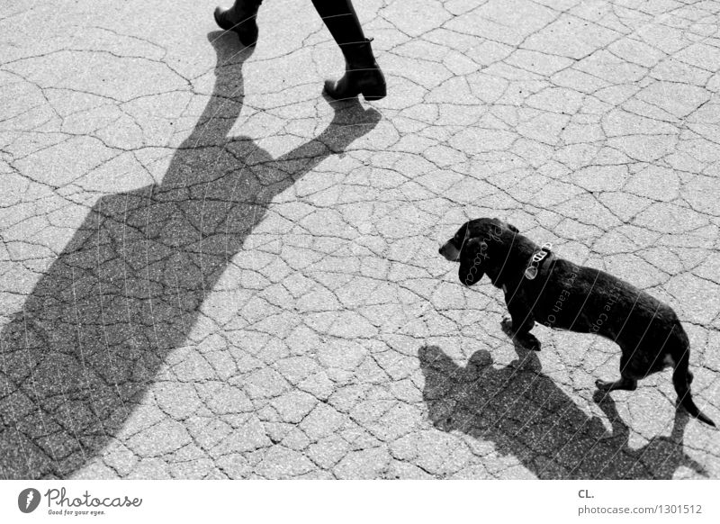 alltagstrott Freizeit & Hobby Mensch 1 Tier Haustier Hund Dackel Boden gehen Außenaufnahme Tag Licht Schatten