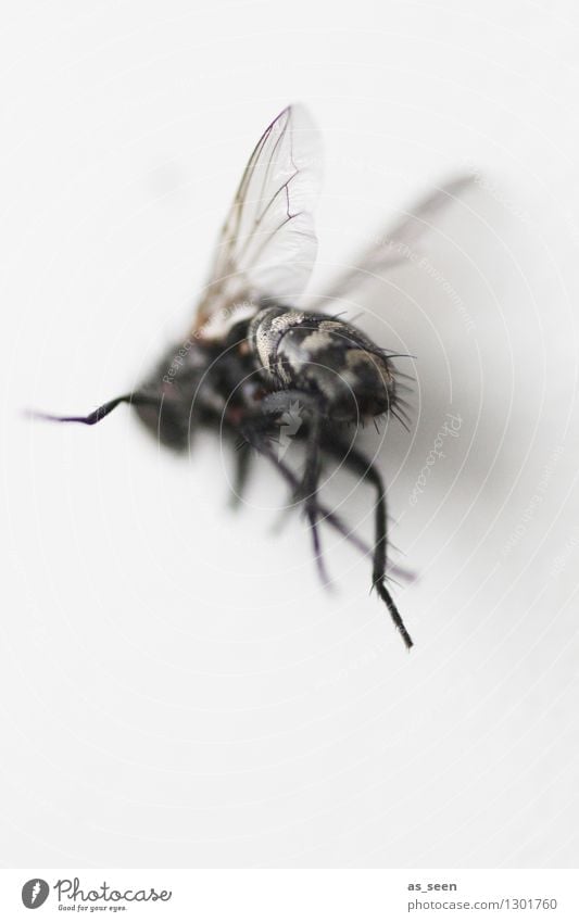 Fliege auf der Flucht Halloween Tier Insekt Flügel Beine 1 fliegen authentisch außergewöhnlich Ekel gruselig hässlich grau schwarz Tod Angst bizarr Natur dunkel