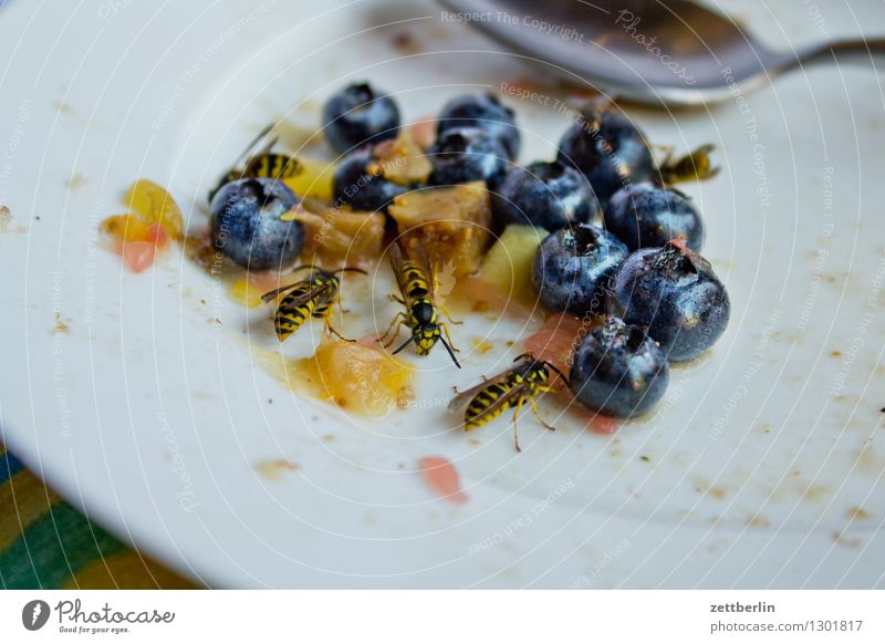 Wespen gemeine wespe Hautflügler Insekt stechen Plage Kuchen Frucht Salat Salatbeilage Obstsalat süß ködern lästig Störung gestört nerven bedrohlich gefährlich