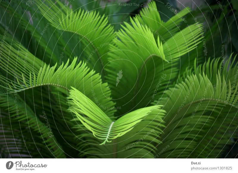 jungle Natur Pflanze exotisch grün Palme Urwald Unterholz Farbfoto Außenaufnahme Menschenleer Schwache Tiefenschärfe