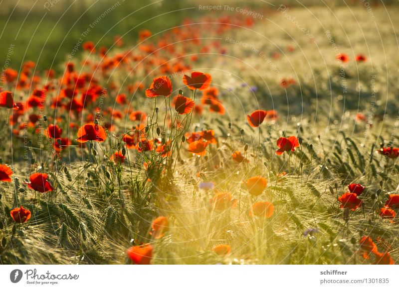 Spreedorado | Mo(h)n Finale Pflanze Sonnenaufgang Sonnenuntergang Sonnenlicht Sommer Schönes Wetter Blüte Feld rot Außenaufnahme Abend