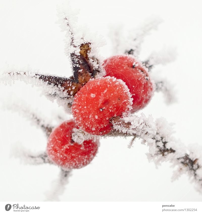 eis | kalt Frucht Natur Urelemente Winter Eis Frost Pflanze Gesundheit Hagebutten Raureif 3 rot heiß Gegenteil Farbfoto Außenaufnahme Nahaufnahme Makroaufnahme