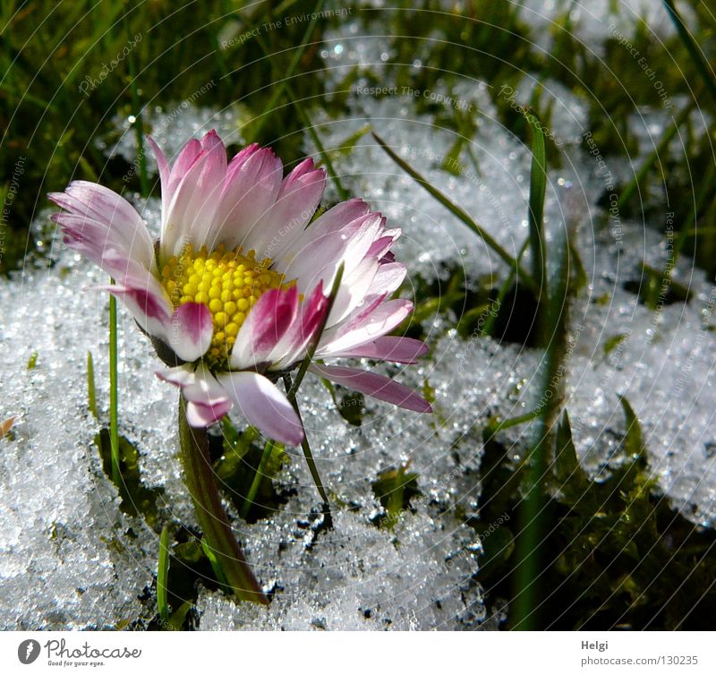 blühendes Gänseblümchen auf einer Wiese mit Schnee Winter Frühling kalt frieren Eiskristall Blume Blütenblatt Stengel Gras Halm Blühend nebeneinander