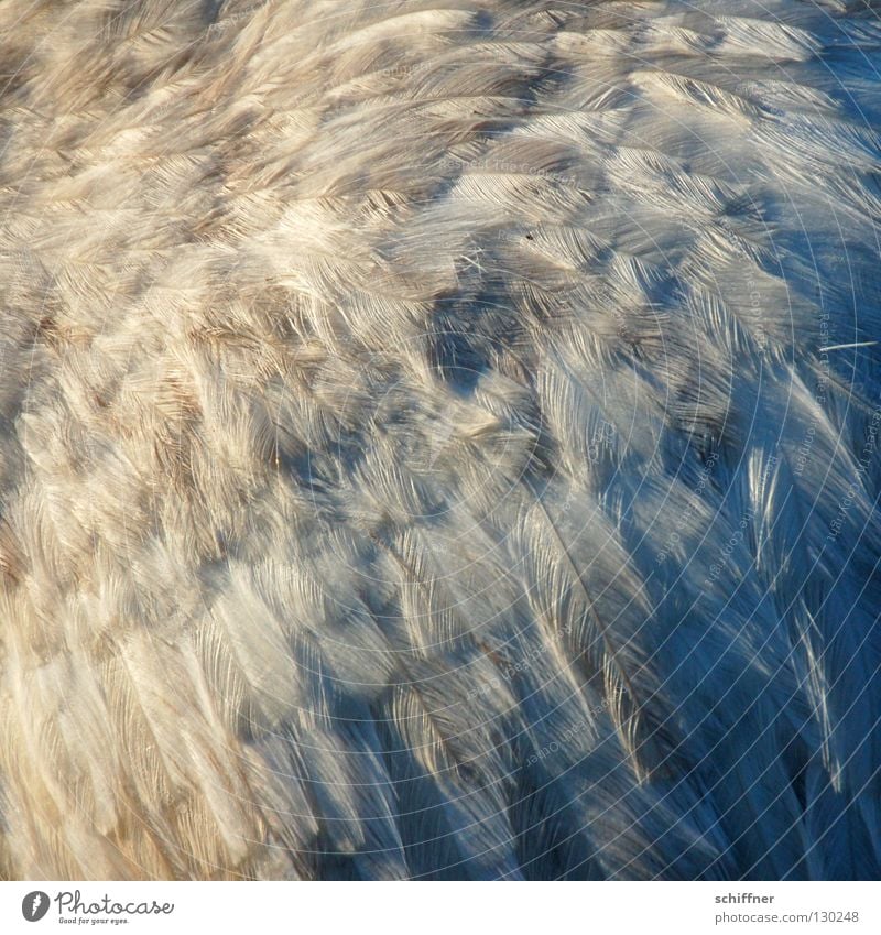 Federberg Nandu Vogel Laufvogel Tier gefiedert fein grau Hintergrundbild Boa Daunen weich zart durcheinander aufplustern aufgeplustert Strukturen & Formen